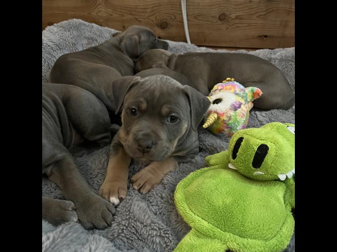 American Bully