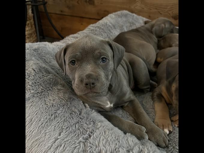 American Bully
