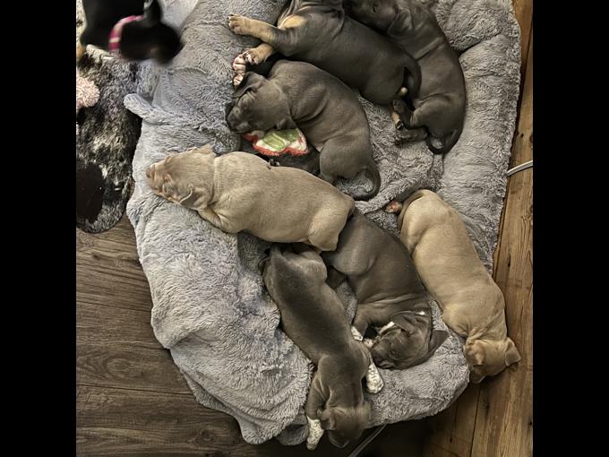 American Bully