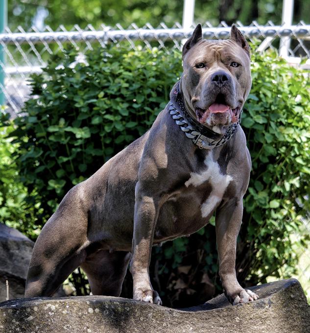 American Bully