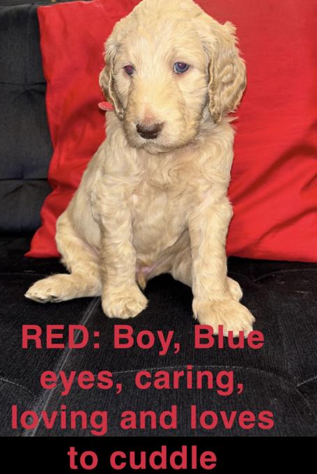 F1B Labradoodle