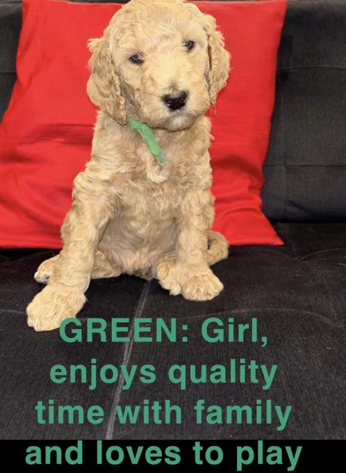 F1B Labradoodle