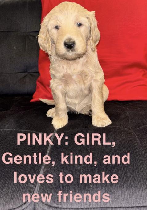 F1B Labradoodle