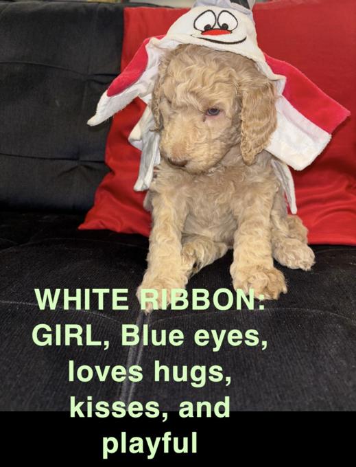 F1B Labradoodle