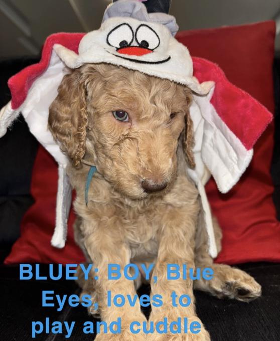 F1B Labradoodle