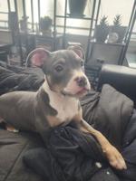 American Bully