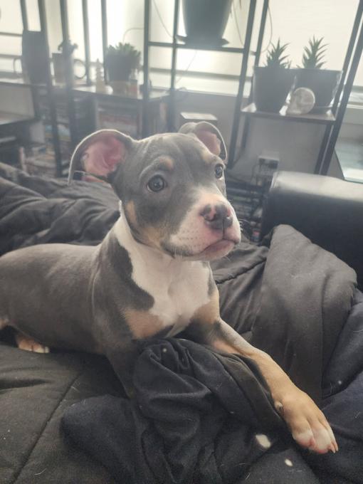 American Bully