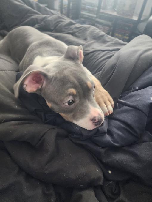 American Bully
