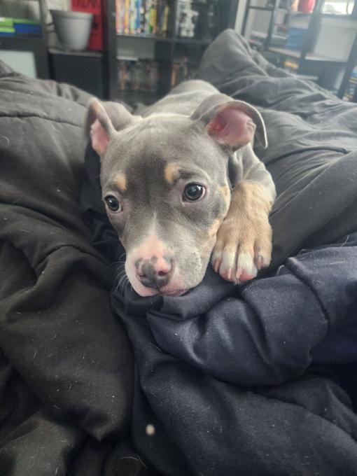 American Bully