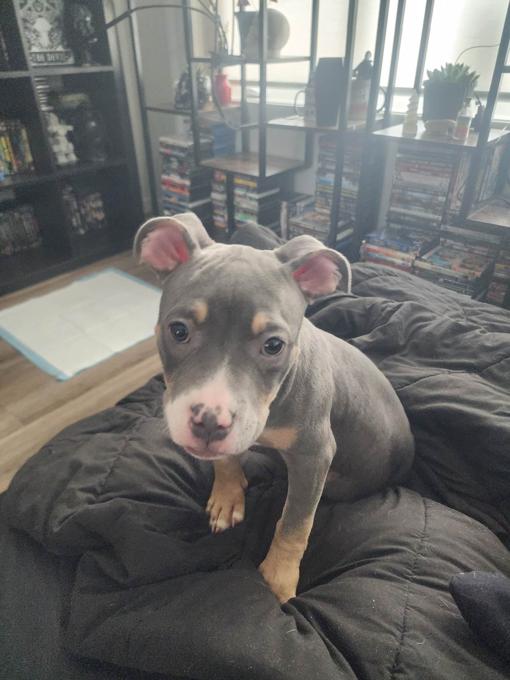 American Bully