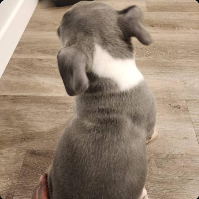 American Bully