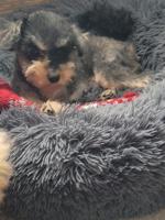 Schnauzer/poodle