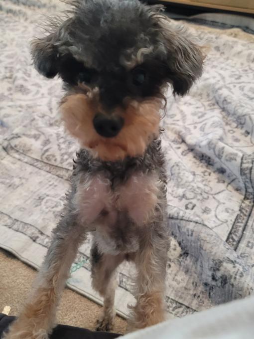Schnauzer/poodle