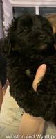 Poodle x shihpoo