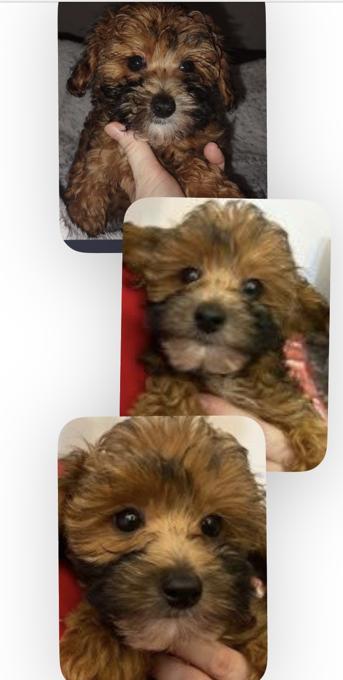 Poodle x shihpoo