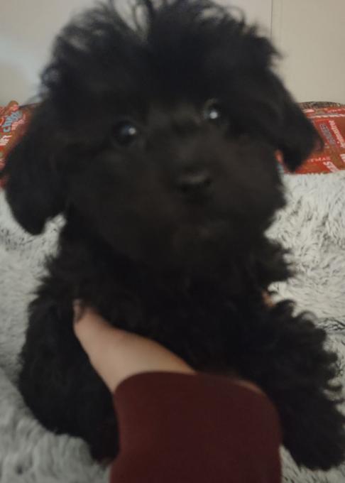Poodle x shihpoo
