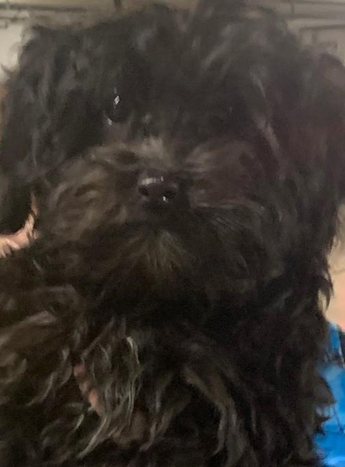 Poodle x shihpoo