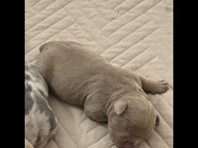 American Pocket Bully