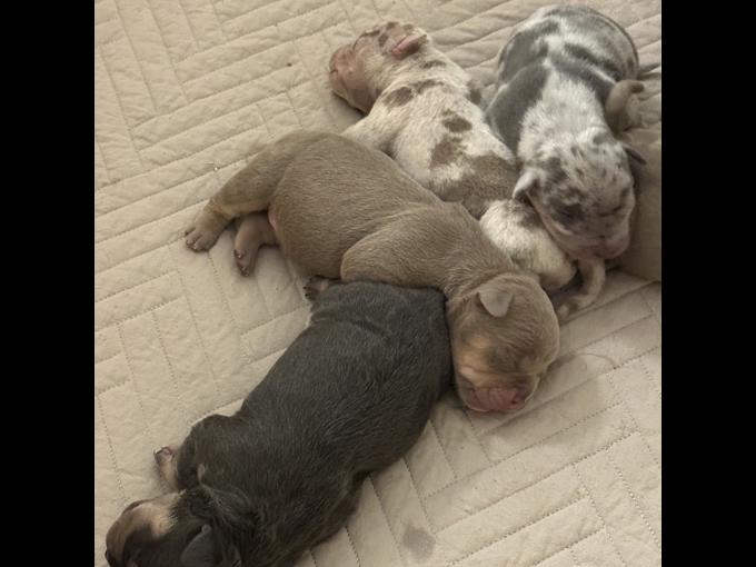 American Pocket Bully