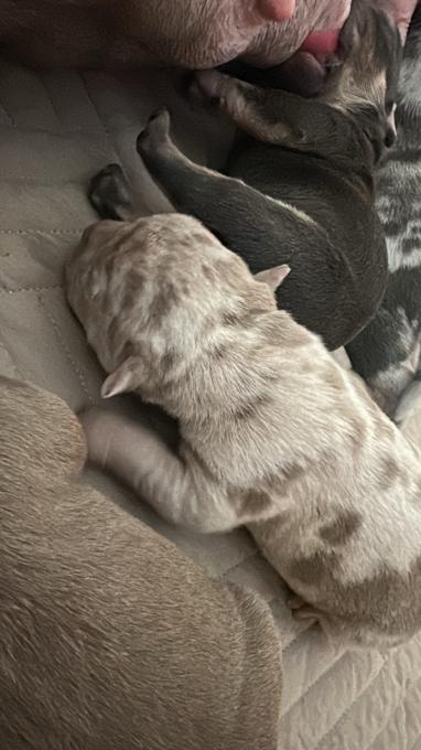 American Pocket Bully