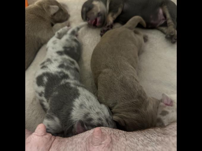 American Pocket Bully