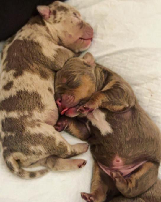 American Pocket Bully