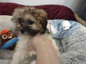 Shihpoo