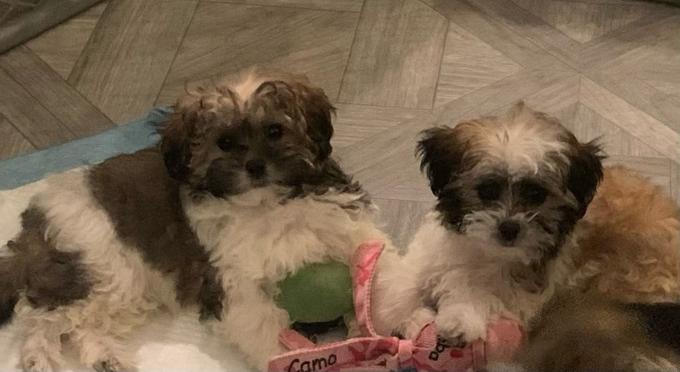 Shihpoo