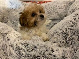 Shihpoo