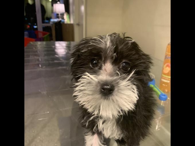 Shihpoo