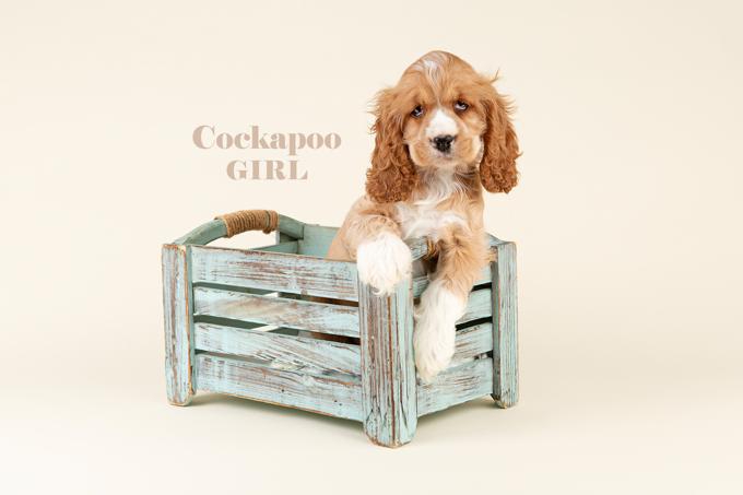 Cockapoo