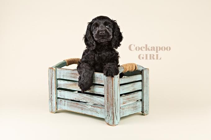 Cockapoo