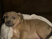 Pitbull mix
