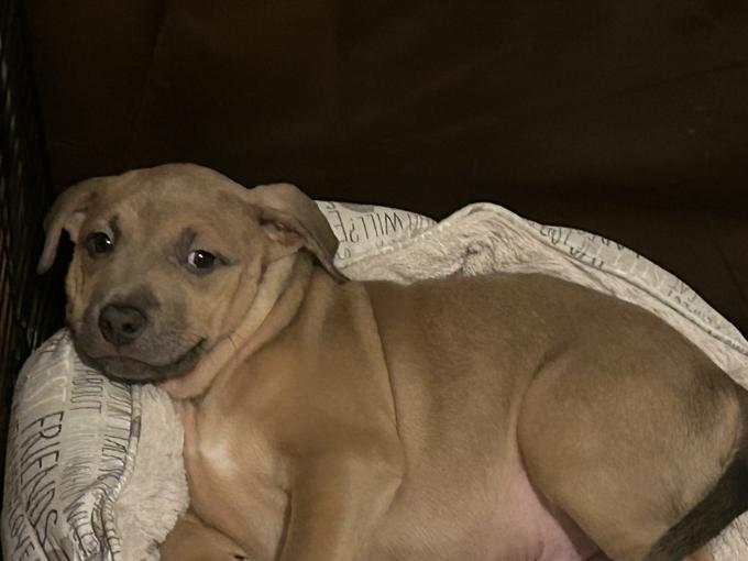 Pitbull mix