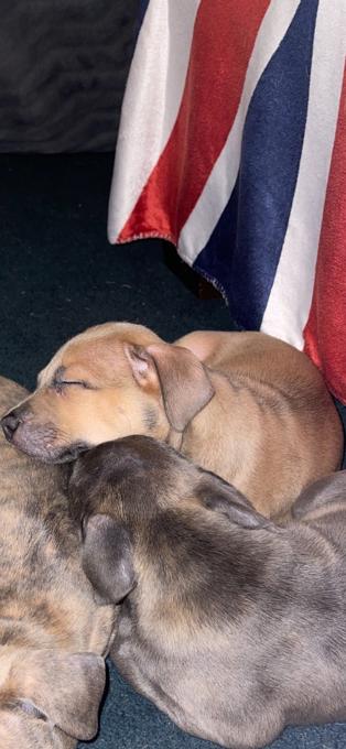 Pitbull mix