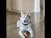 Husky