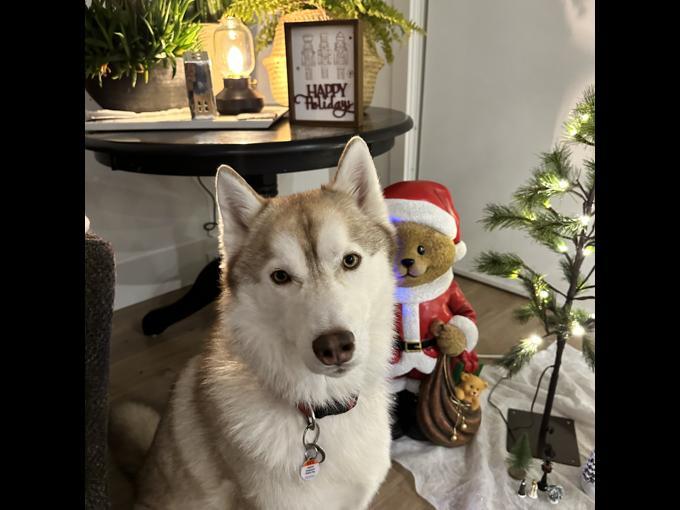 Husky