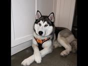 Siberian Husky