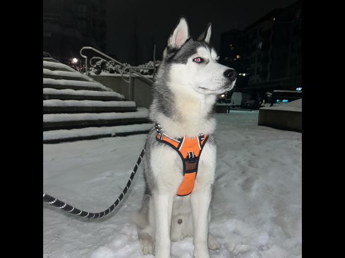 Siberian Husky