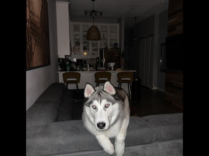 Siberian Husky