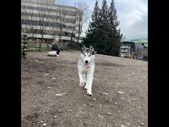 Siberian Husky