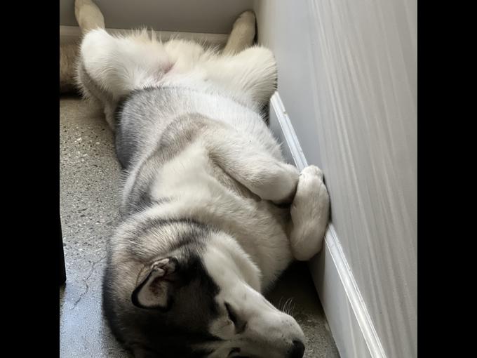 Siberian Husky