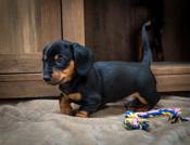 Dachshund