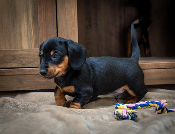 Dachshund