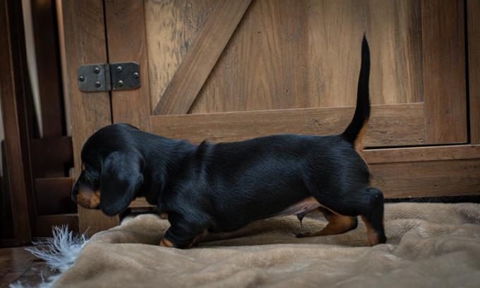Dachshund