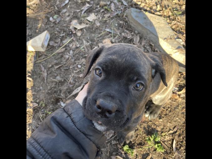 Cane corso