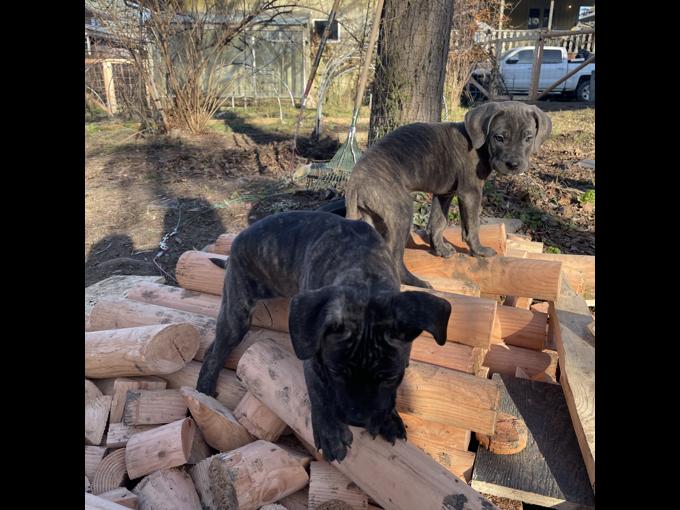 Cane corso