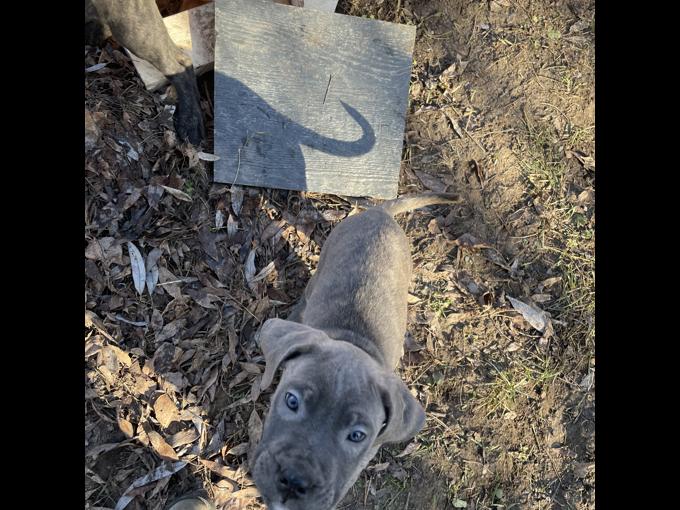 Cane corso