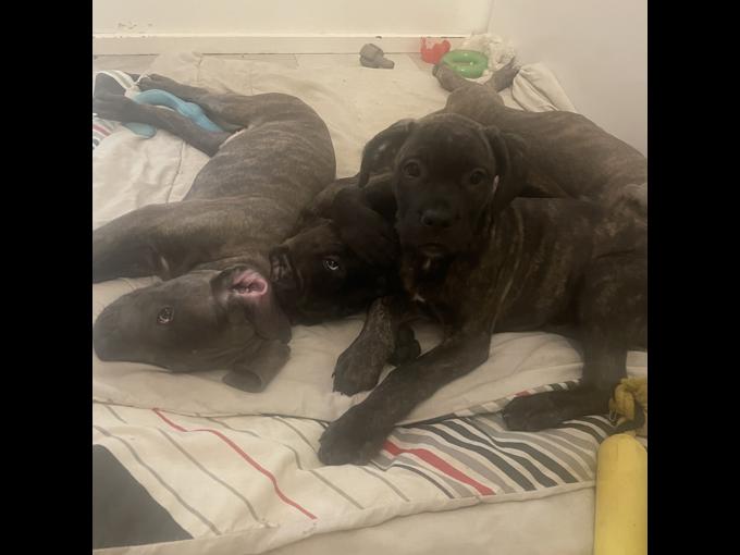 Cane corso