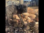Cane corso
